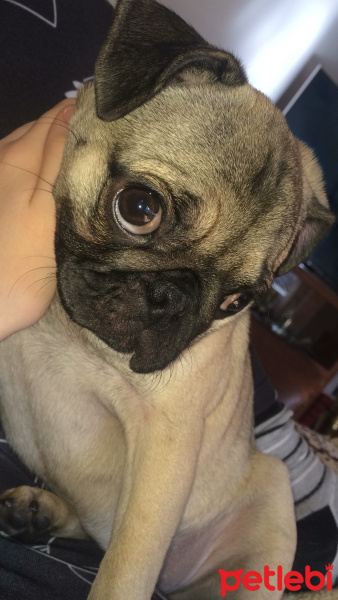 Pug, Köpek  mathilda fotoğrafı