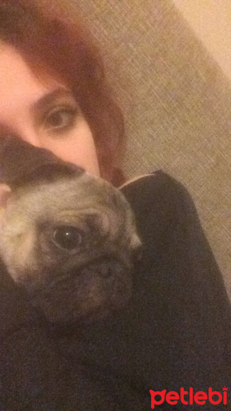 Pug, Köpek  mathilda fotoğrafı