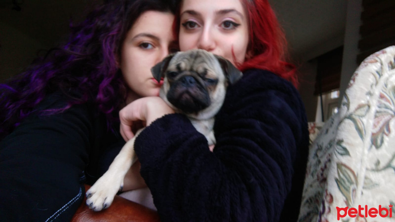 Pug, Köpek  mathilda fotoğrafı