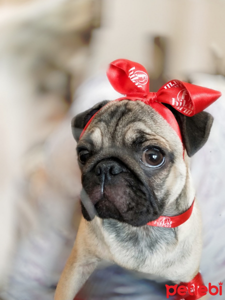 Pug, Köpek  mathilda fotoğrafı