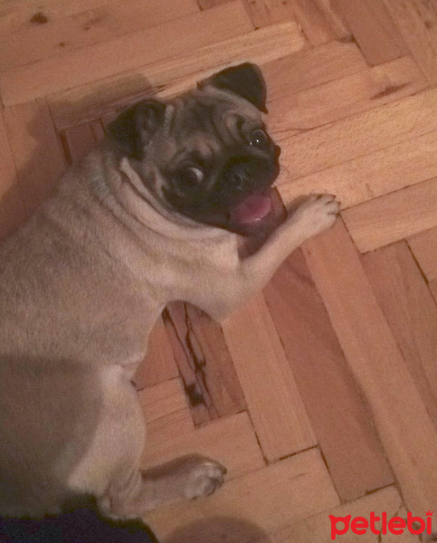 Pug, Köpek  mathilda fotoğrafı