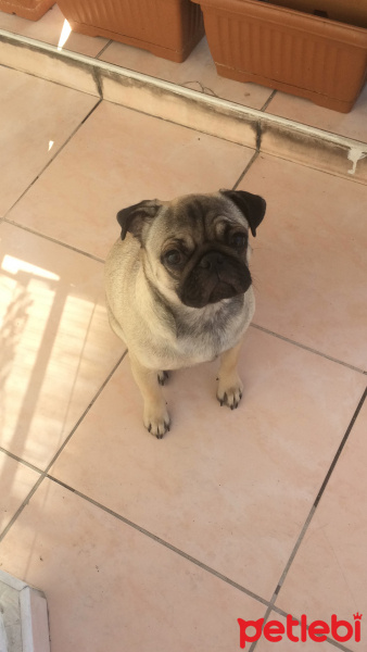 Pug, Köpek  mathilda fotoğrafı