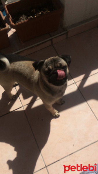 Pug, Köpek  mathilda fotoğrafı