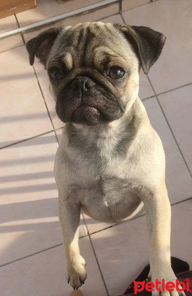 Pug, Köpek  mathilda fotoğrafı