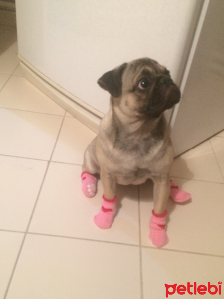 Pug, Köpek  mathilda fotoğrafı