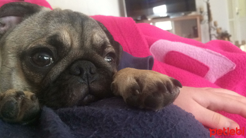 Pug, Köpek  mathilda fotoğrafı