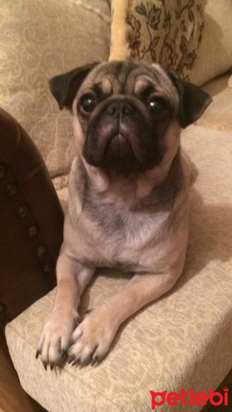 Pug, Köpek  mathilda fotoğrafı