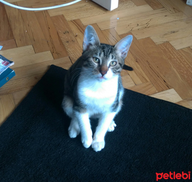 Tekir Kedi, Kedi  leon fotoğrafı