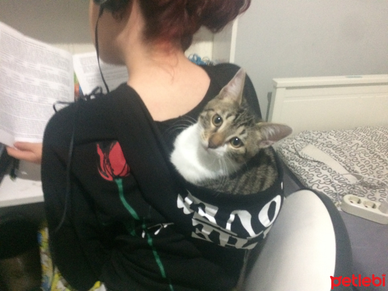 Tekir Kedi, Kedi  leon fotoğrafı