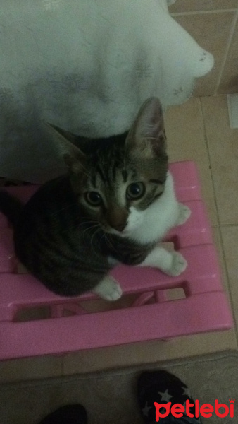 Tekir Kedi, Kedi  leon fotoğrafı