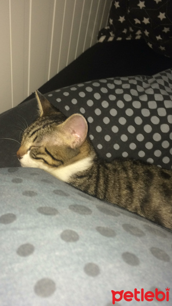 Tekir Kedi, Kedi  leon fotoğrafı