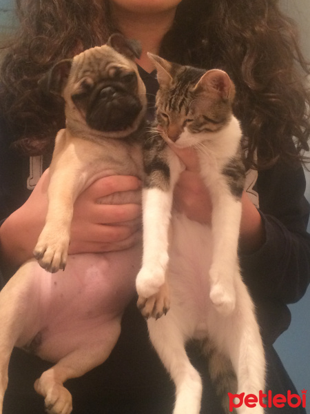 Tekir Kedi, Kedi  leon fotoğrafı