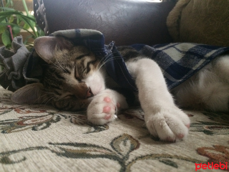 Tekir Kedi, Kedi  leon fotoğrafı