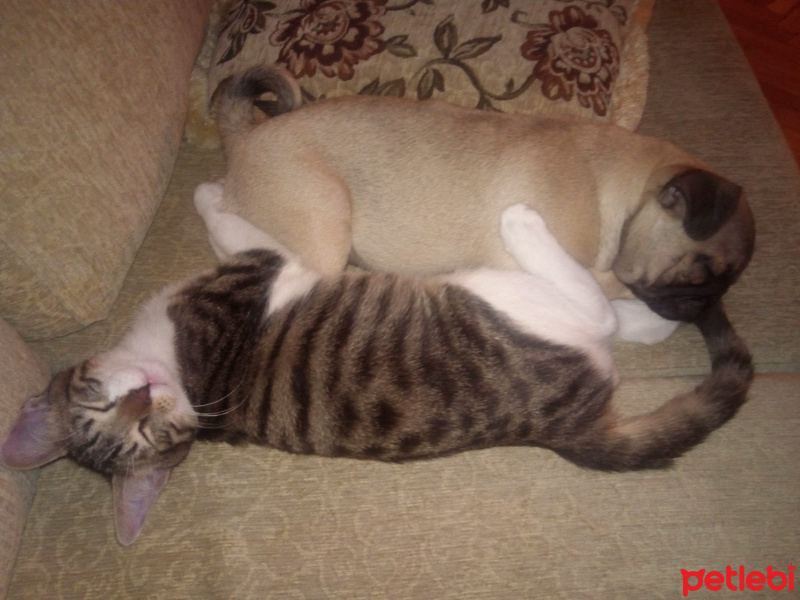Tekir Kedi, Kedi  leon fotoğrafı