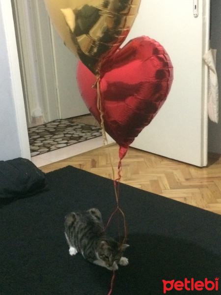 Tekir Kedi, Kedi  leon fotoğrafı
