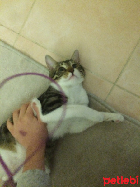 Tekir Kedi, Kedi  leon fotoğrafı