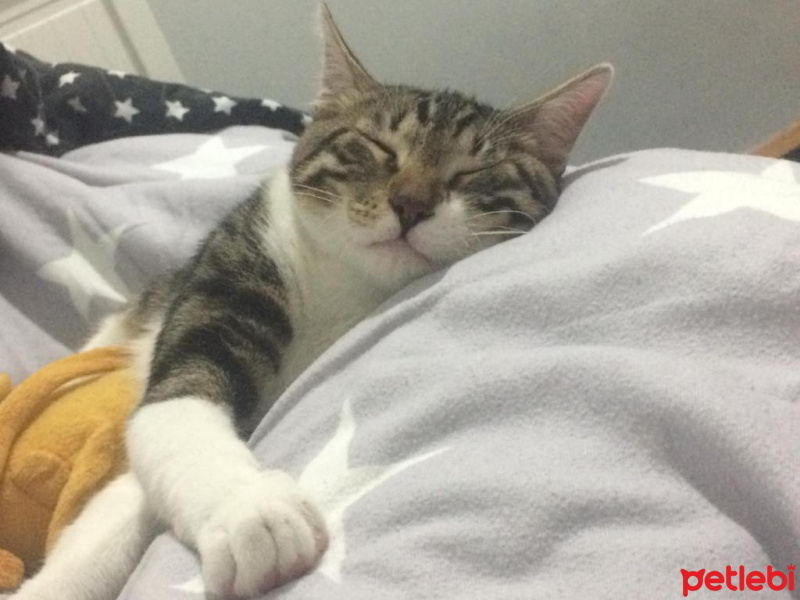 Tekir Kedi, Kedi  leon fotoğrafı