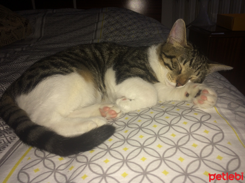 Tekir Kedi, Kedi  leon fotoğrafı