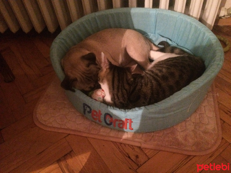 Tekir Kedi, Kedi  leon fotoğrafı