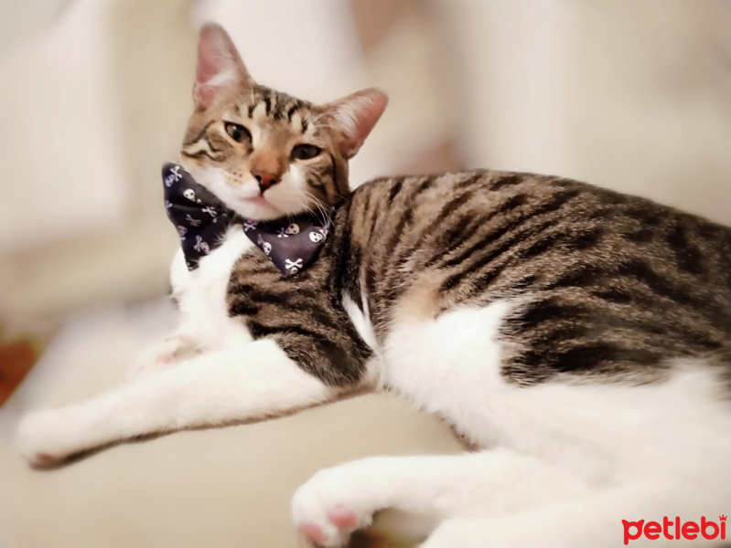 Tekir Kedi, Kedi  leon fotoğrafı
