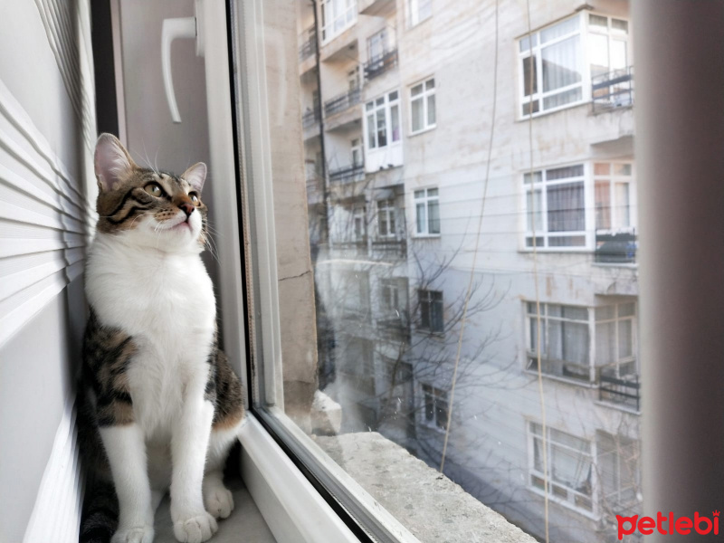 Tekir Kedi, Kedi  leon fotoğrafı
