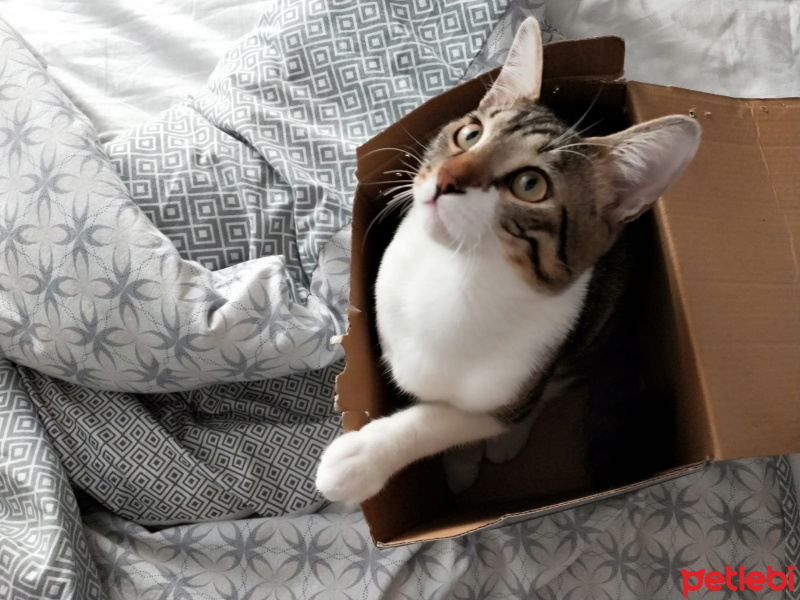 Tekir Kedi, Kedi  leon fotoğrafı