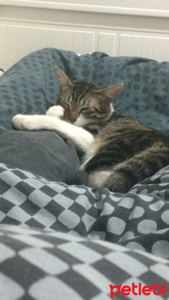 Tekir Kedi, Kedi  leon fotoğrafı