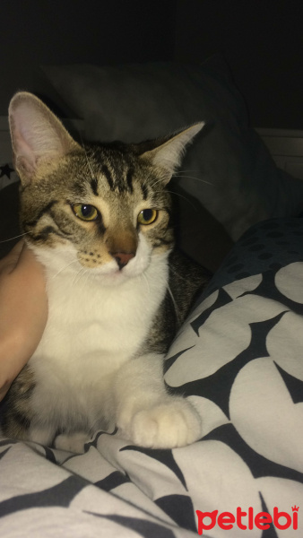 Tekir Kedi, Kedi  leon fotoğrafı