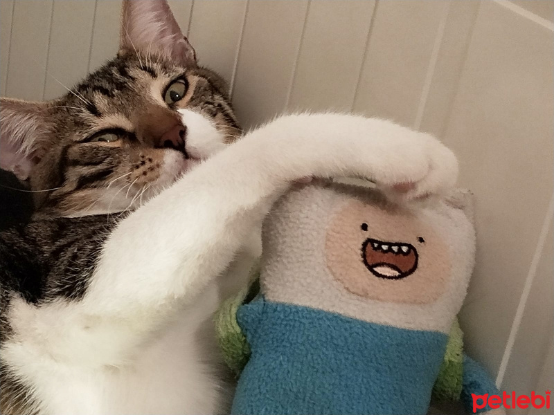 Tekir Kedi, Kedi  leon fotoğrafı