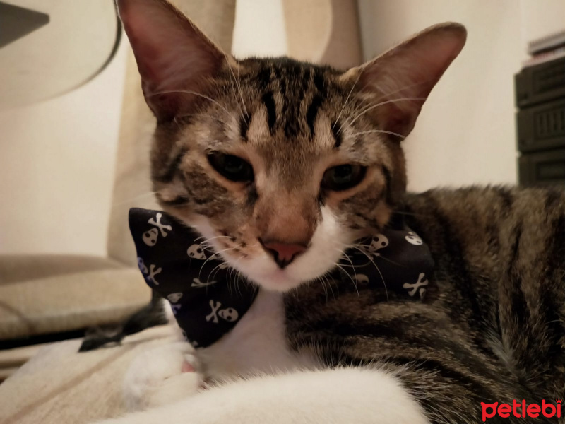 Tekir Kedi, Kedi  leon fotoğrafı