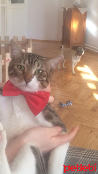 Tekir Kedi, Kedi  leon fotoğrafı