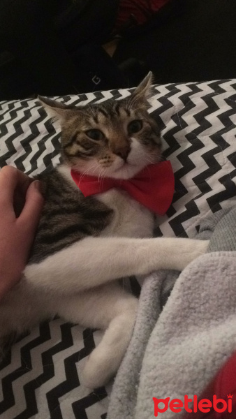 Tekir Kedi, Kedi  leon fotoğrafı