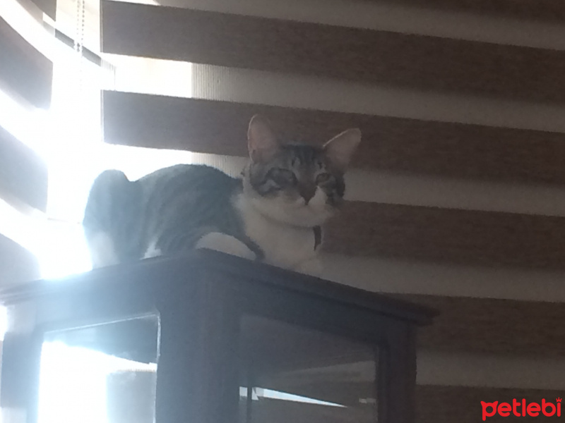 Tekir Kedi, Kedi  leon fotoğrafı