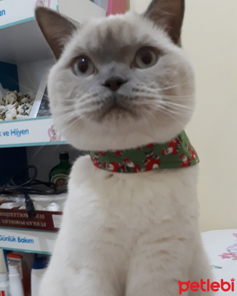 British Shorthair, Kedi  Mecnun fotoğrafı