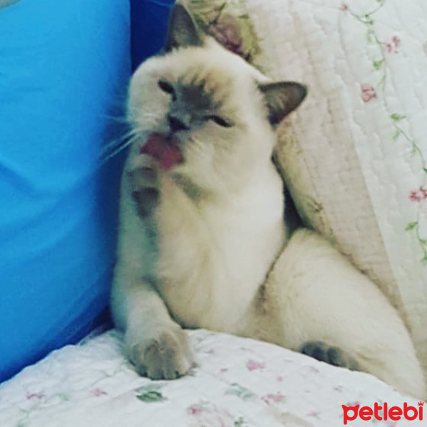 British Shorthair, Kedi  Mecnun fotoğrafı