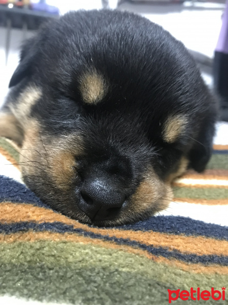 Rottweiler, Köpek  Hera fotoğrafı