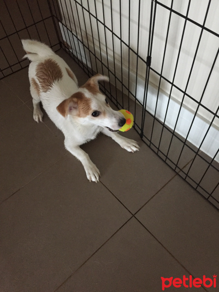 Jack Russell Terrier, Köpek  Lucky fotoğrafı