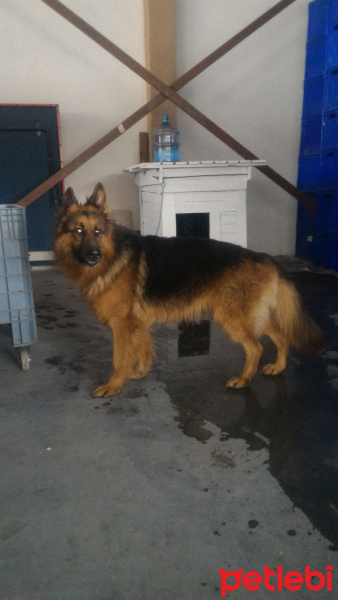 Alman Çoban Köpeği, Köpek  Alex fotoğrafı