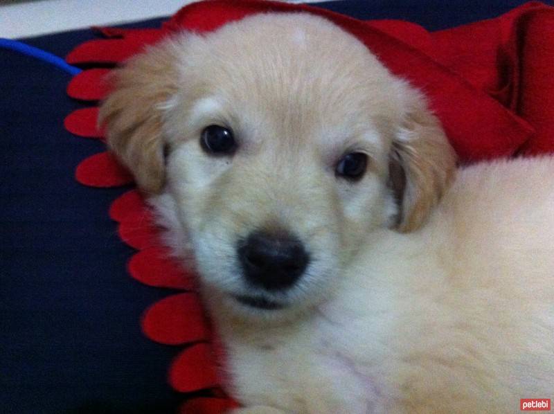 Golden Retriever, Köpek  Luna fotoğrafı