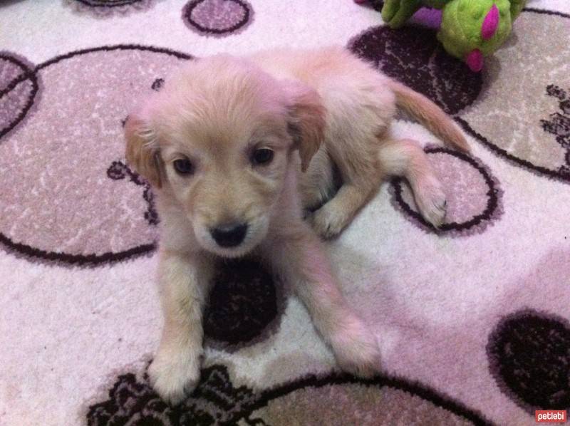 Golden Retriever, Köpek  Luna fotoğrafı