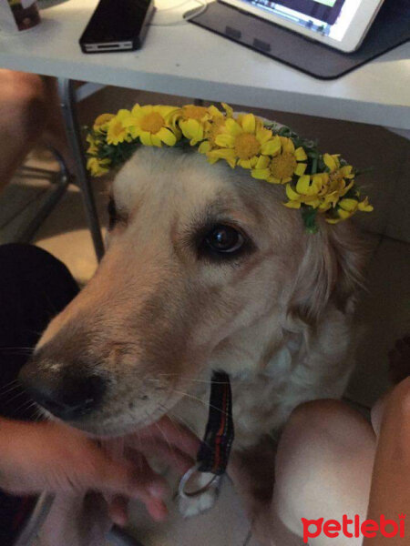 Golden Retriever, Köpek  Luna fotoğrafı