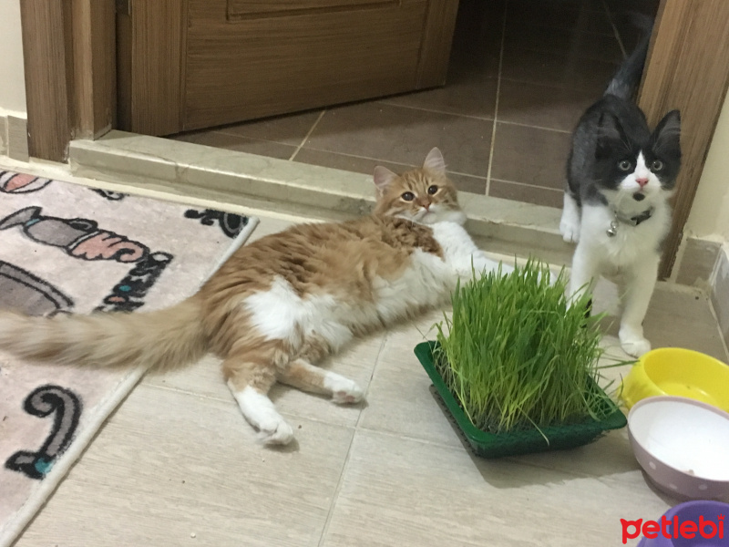 Sarman, Kedi  bade fotoğrafı
