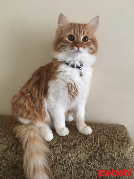 Sarman, Kedi  bade fotoğrafı