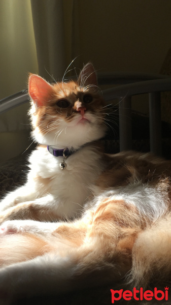 Sarman, Kedi  bade fotoğrafı