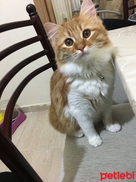 Sarman, Kedi  bade fotoğrafı