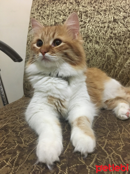 Sarman, Kedi  bade fotoğrafı