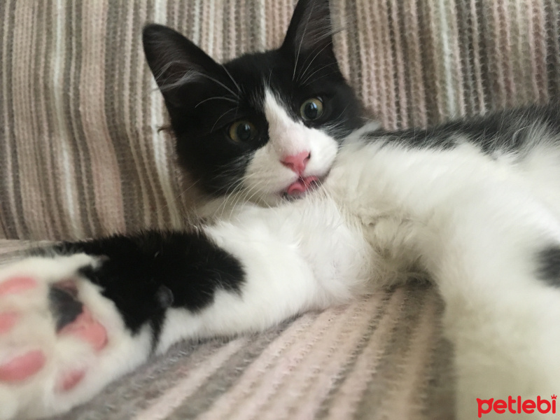 Tuxedo (Smokin) Kedi, Kedi  mocha fotoğrafı