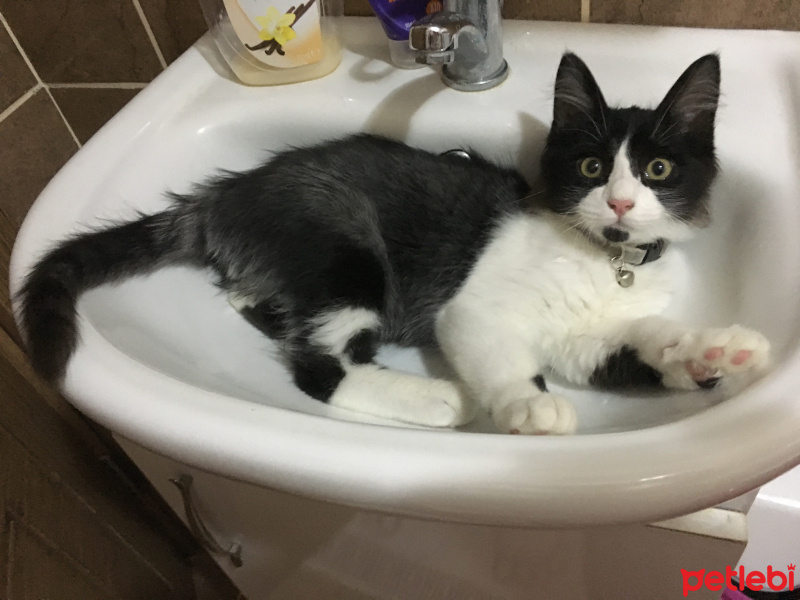 Tuxedo (Smokin) Kedi, Kedi  mocha fotoğrafı