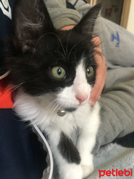 Tuxedo (Smokin) Kedi, Kedi  mocha fotoğrafı