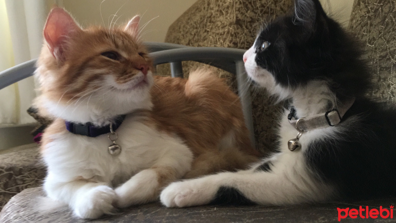 Tuxedo (Smokin) Kedi, Kedi  mocha fotoğrafı
